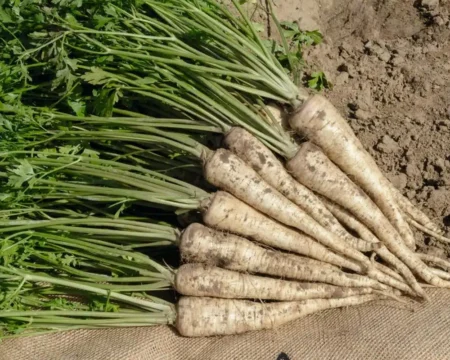 Seminte-Patrunjel-de-radacina-Romanica-F1